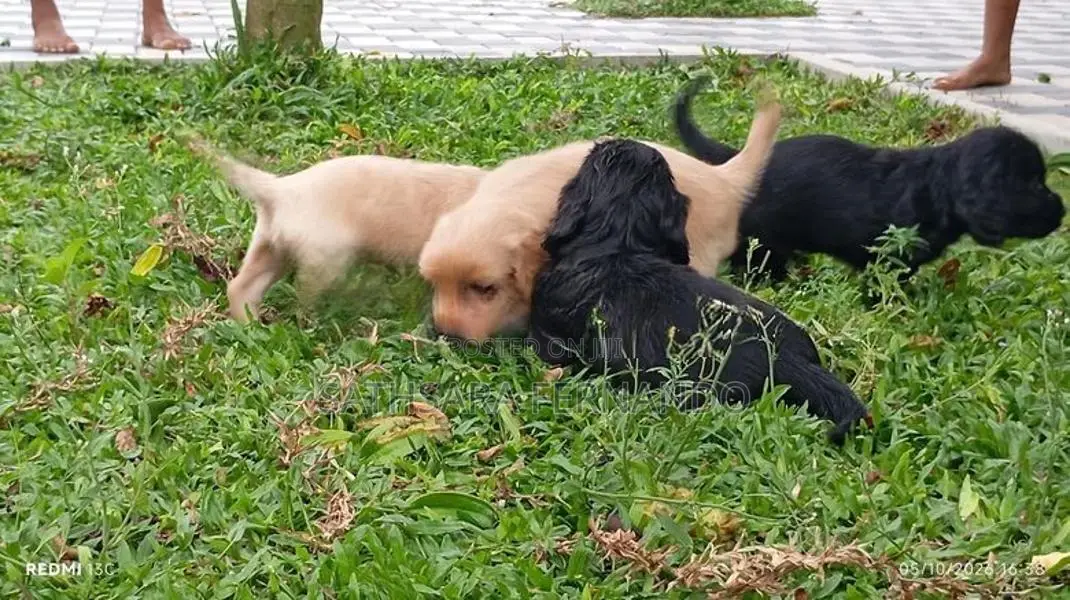 Cocker Spaniel Puppy