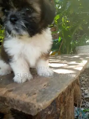 Shih Tzu Puppy