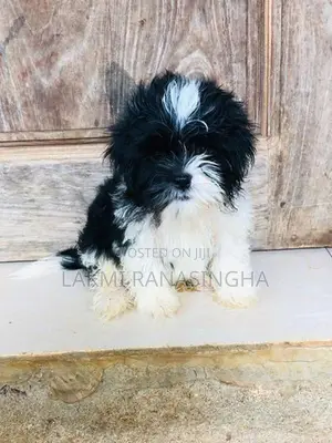 Shih Tzu Puppy