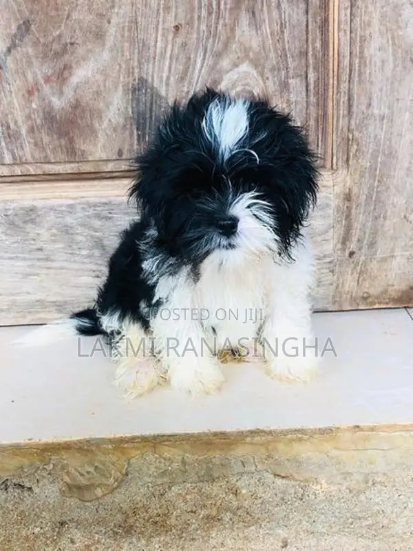 Shih Tzu Puppy