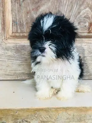 Shih Tzu Puppies