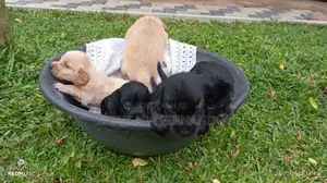 Cocker Spaniel Puppy