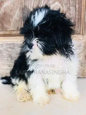 Shih Tzu Puppy