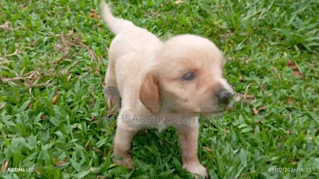 Cocker Spaniel Puppy