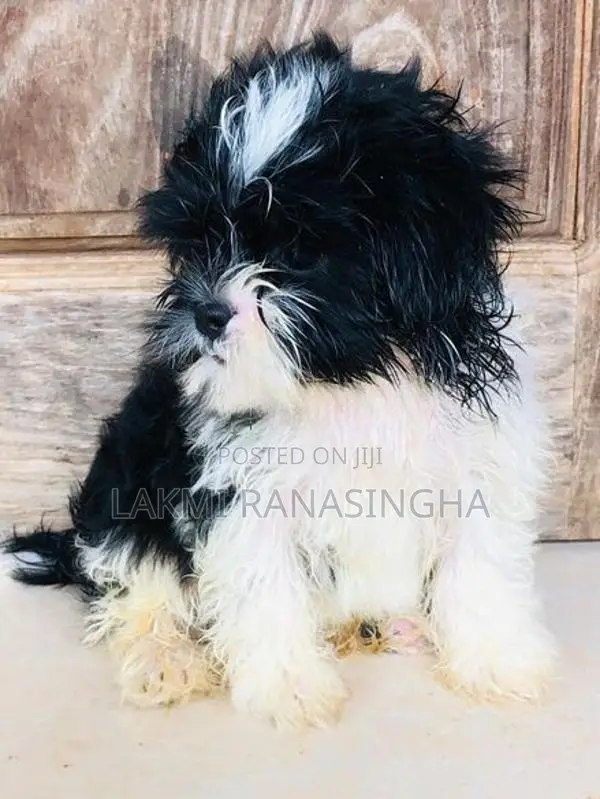 Shih Tzu Puppies