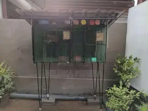 Cage with African Bird