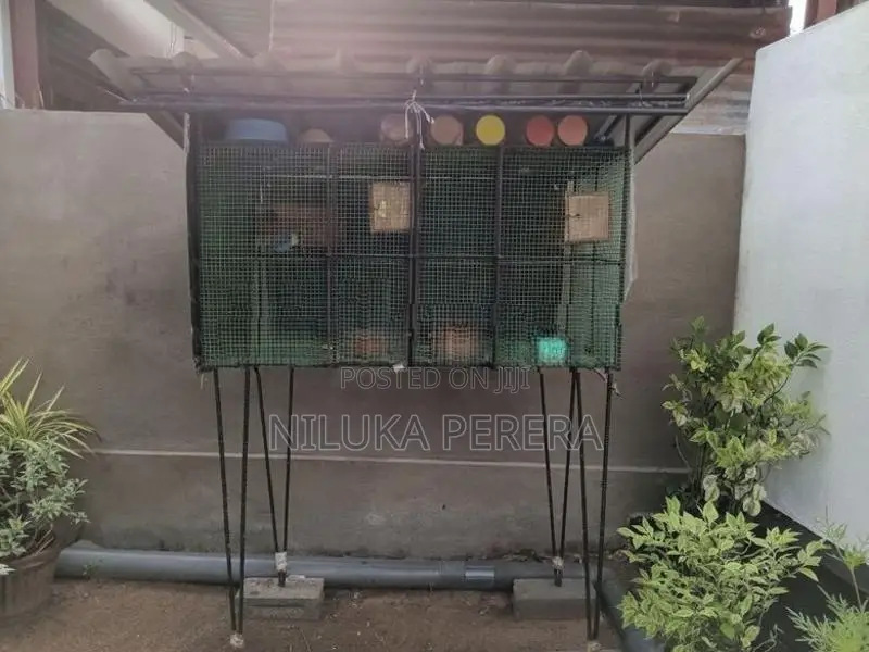 Cage with African Bird