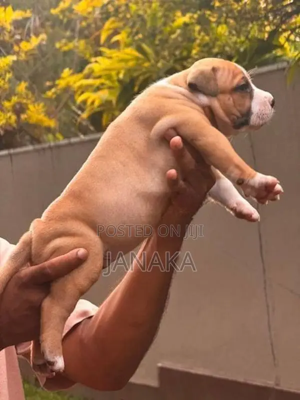 American Bully Puppies