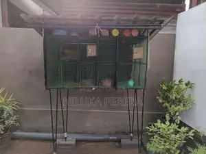 Cage with African Bird