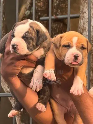 American Bully Puppies