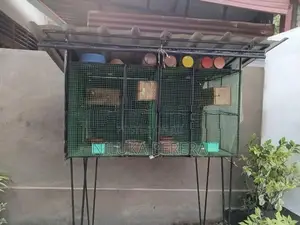 Cage with African Bird