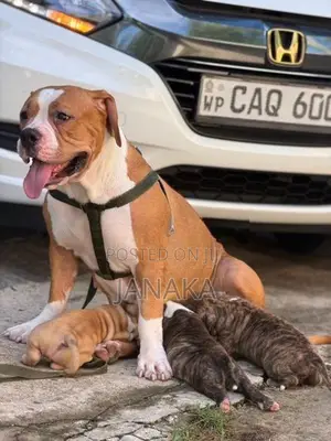 American Bully Puppies