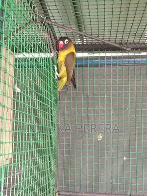 Cage with African Bird