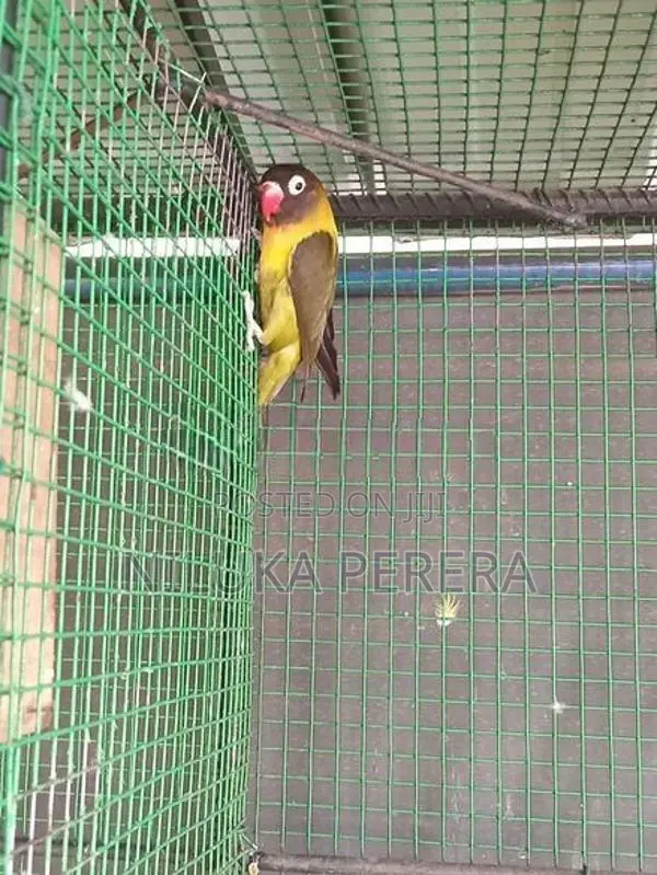 Cage with African Bird