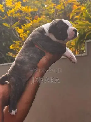 American Bully Puppies