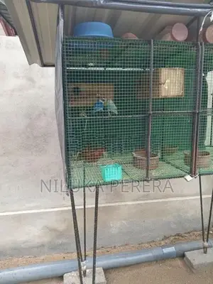 Cage with African Bird
