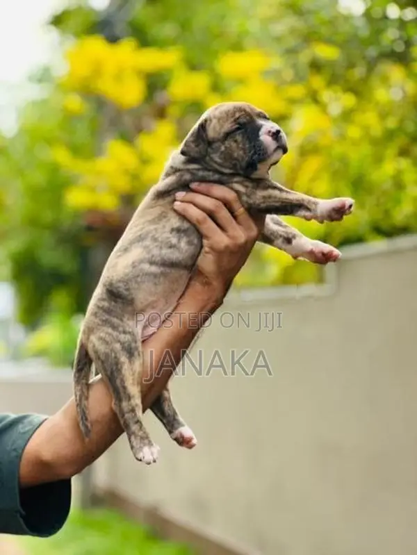 American Bully Puppies