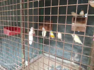 Goldian Finches