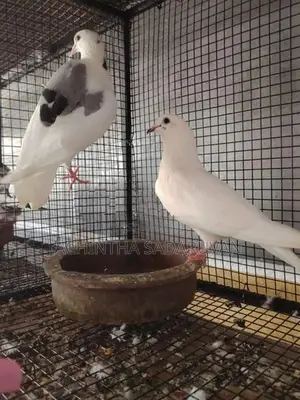 Pigeons