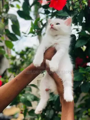 Persian Cat