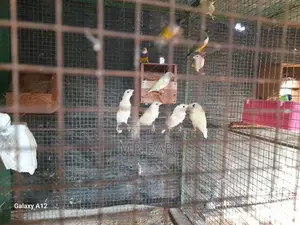 Goldian Finches