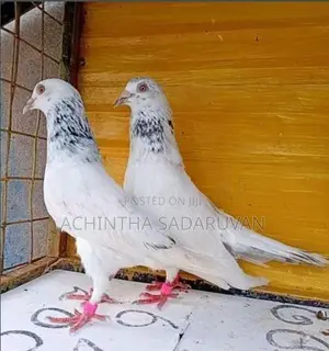 Pigeons