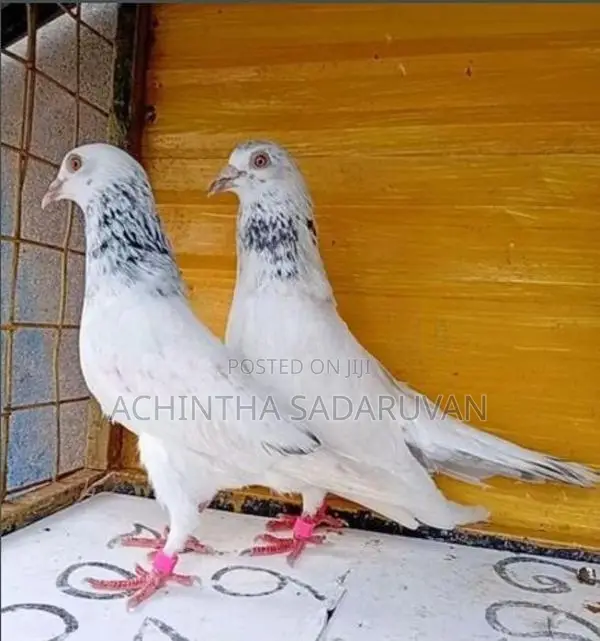 Pigeons