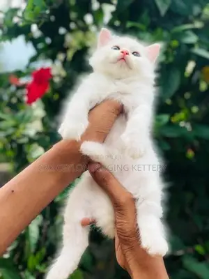 Persian Cat
