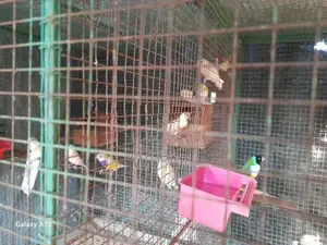 Goldian Finches