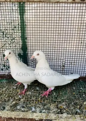 Pigeons