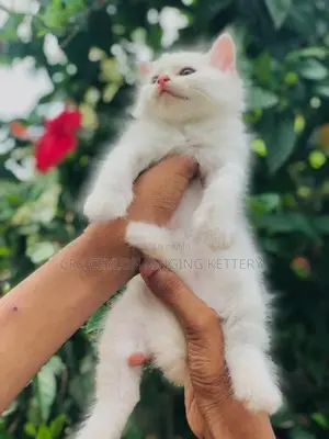Persian Cat