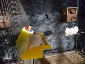 Goldian Finches