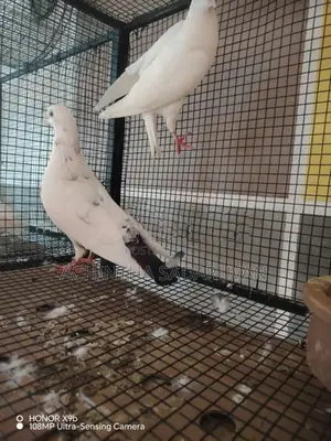 Pigeons