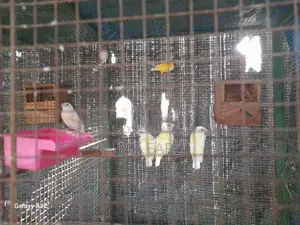 Goldian Finches