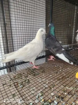 Pigeons