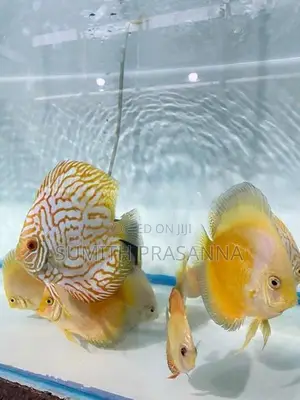 Discus fish