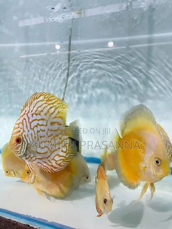 Discus fish