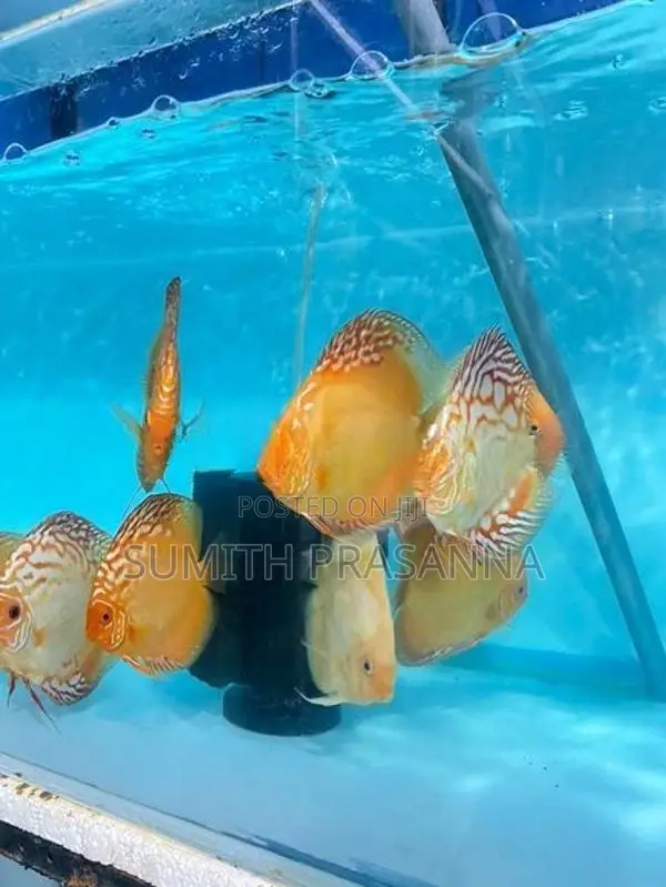 Discus fish