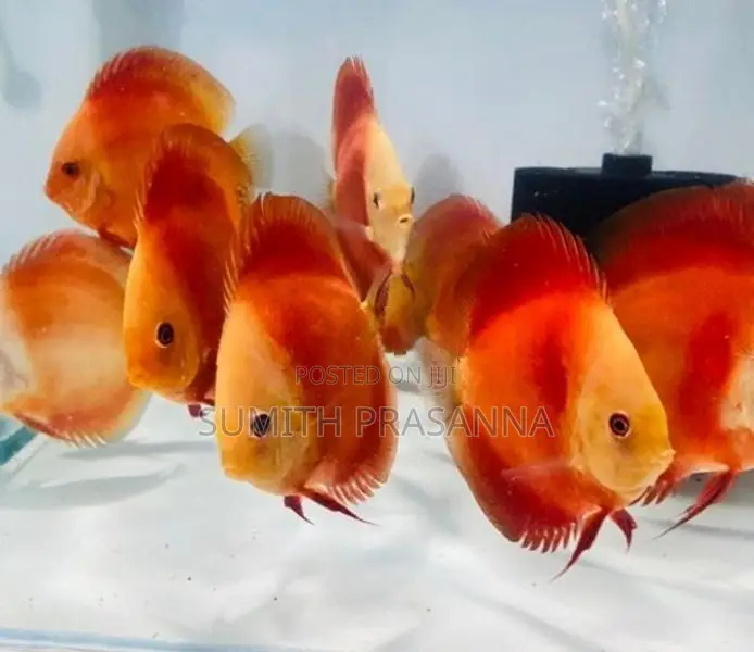 Discus fish