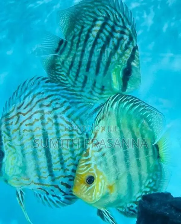 Discus fish