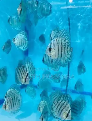 Discus fish