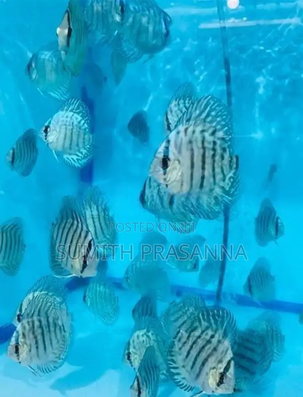 Discus fish