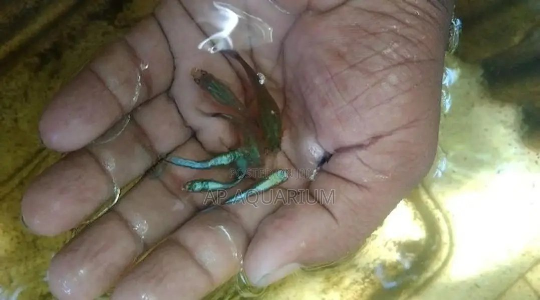 Guppy Fish