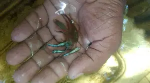 Guppy Fish