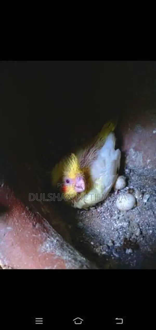 කොක්ටේල් පැටවුන්