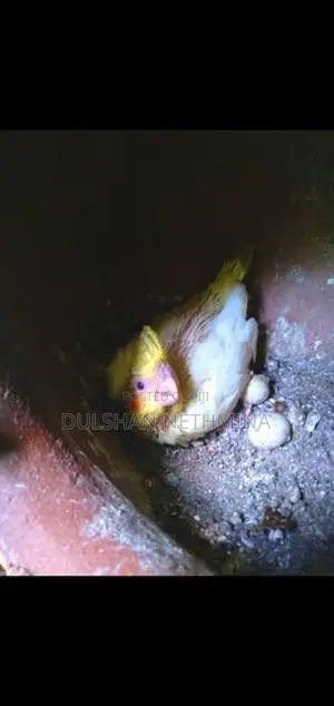 කොක්ටේල් පැටවුන්