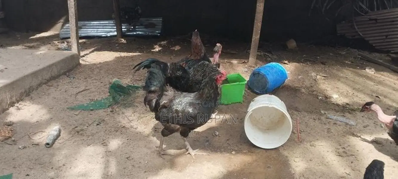 நாட்டுக்கோழி சேவல்கள்