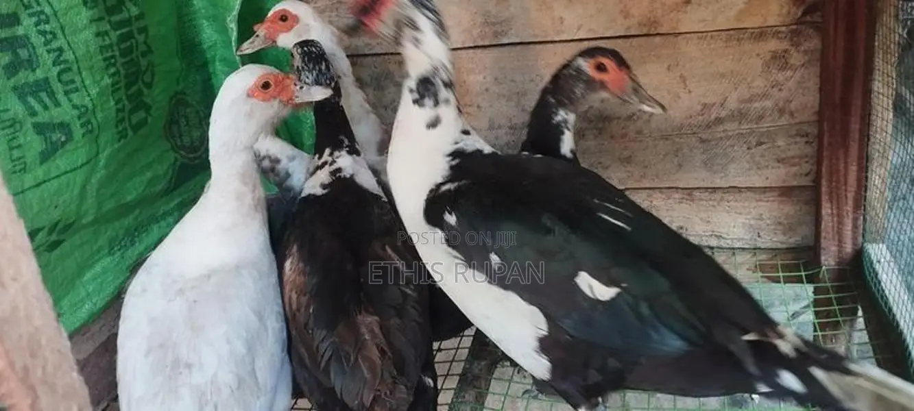 நாட்டுக்கோழி சேவல்கள்