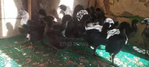 நாட்டுக்கோழி சேவல்கள்