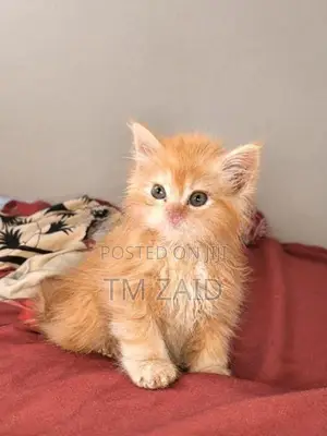 Persian Cat